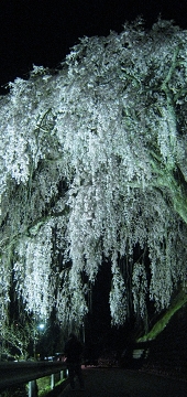 飛騨萩原の夜桜巡り