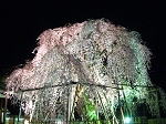 萩原町夜桜めぐり
